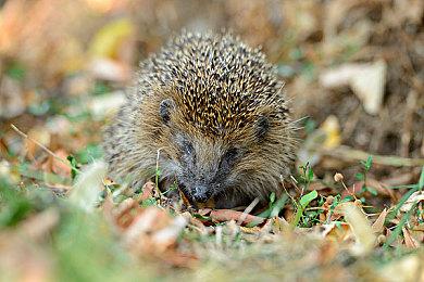 前R星元老新作《MindsEye》理念：15小时重温线性电影体验